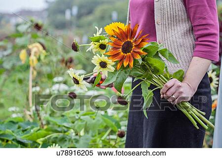 Cropped view of woman cutting fresh flowers at allotment View Large Photo Image Stock Photography - Cropped view of woman cutting fresh flowers at allotment. Fotosearch