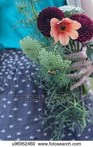Cropped view of woman holding fresh flowers at allotment View Large Photo Image Stock Image - Cropped view of woman holding fresh flowers at allotment. Fotosearch