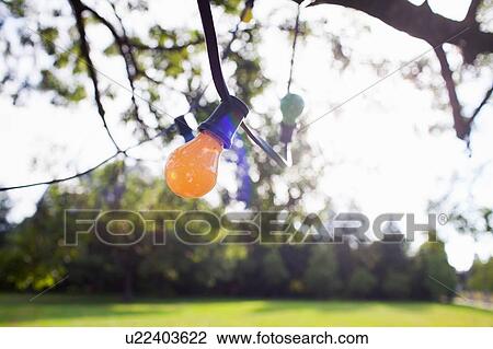 Decorative lights hanging from tree branch in sunlit park View Large Photo Image Stock Image - Decorative lights hanging from tree branch in sunlit park. Fotosearch