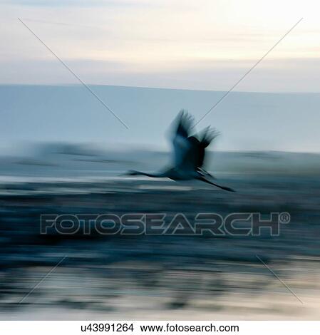 Defocused side view of common crane in flight, blurred motion View Large Photo Image Picture - Defocused side view of common crane in flight, blurred motion. Fotosearch