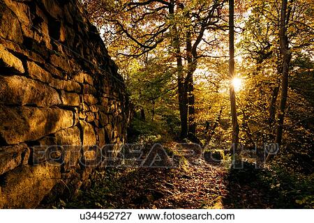 Dry stone wall and sunlight through trees in forest, Padley Gorge, Peak District, Derbyshire, England, UK View Large Photo Image Stock Photo - Dry stone wall and sunlight through trees in forest, Padley Gorge, Peak District, Derbyshire, England, UK. Fotosearch
