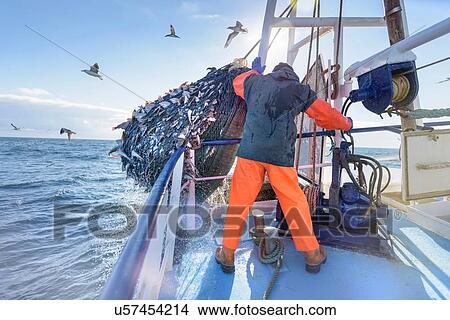 Picture - Fisherman emptying net full of fish into hold on trawler. Fotosearch