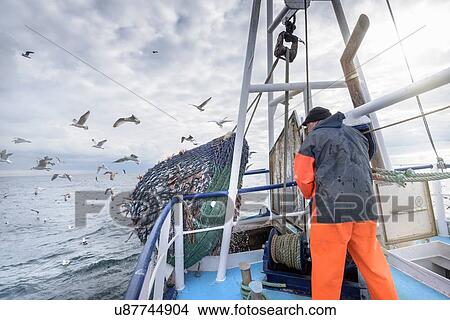 Fisherman emptying net full of fish into hold on trawler View Large Photo Image Picture - Fisherman emptying net full of fish into hold on trawler. Fotosearch