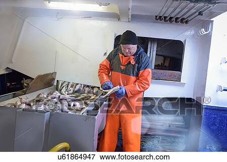 Stock Photo - Fisherman gutting fish on trawler. Fotosearch