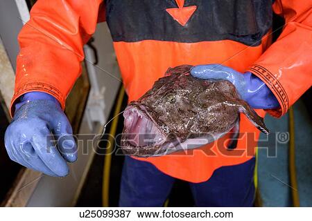 Fisherman holding monkfish, Lophius piscatorius, on trawler, close up View Large Photo Image Stock Photo - Fisherman holding monkfish, Lophius piscatorius, on trawler, close up. Fotosearch