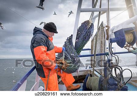 Stock Image - Fisherman preparing net on deck of trawler. Fotosearch