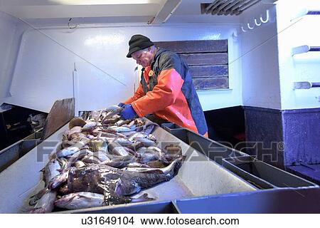 Fisherman sorting fish on trawler View Large Photo Image Picture - Fisherman sorting fish on trawler. Fotosearch
