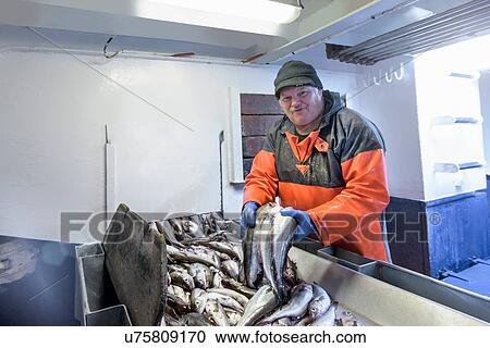Stock Image - Fisherman sorting fish on trawler, portrait. Fotosearch
