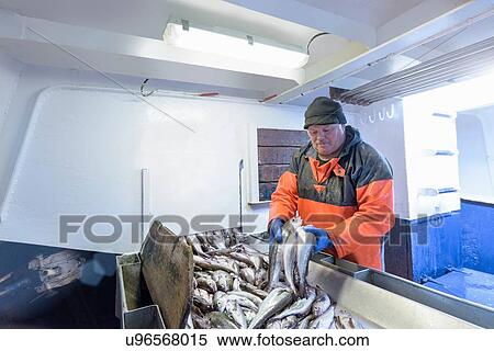 Stock Photography - Fisherman sorting fish on trawler. Fotosearch