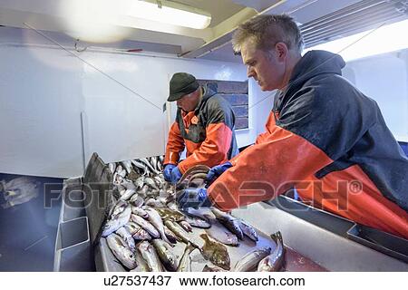 Stock Photo - Fishermen sorting fish on trawler. Fotosearch