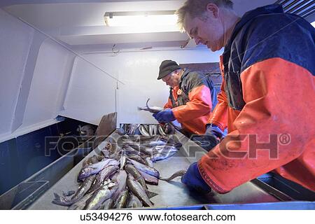 Fishermen sorting fish on trawler View Large Photo Image Stock Photograph - Fishermen sorting fish on trawler. Fotosearch