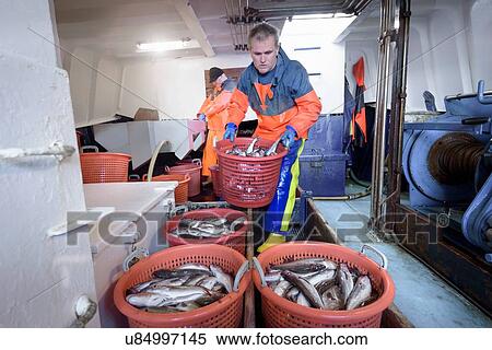 Fishermen sorting fish on trawler View Large Photo Image Stock Photography - Fishermen sorting fish on trawler. Fotosearch