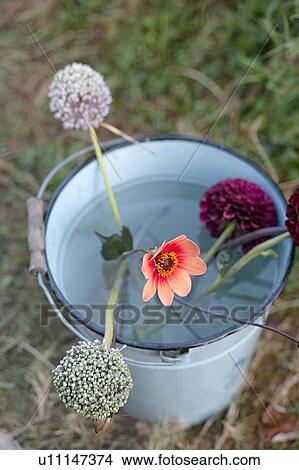 Picture - Flowers in bucket at garden allotment. Fotosearch