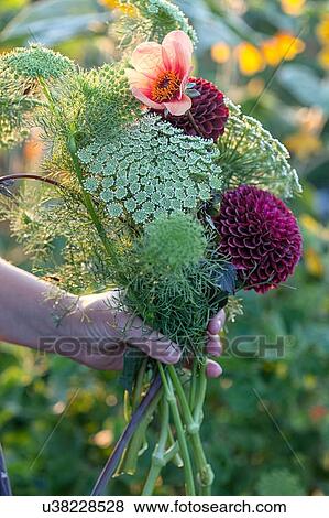 Hand of woman holding fresh flowers and ferns at allotment View Large Photo Image Stock Photo - Hand of woman holding fresh flowers and ferns at allotment. Fotosearch