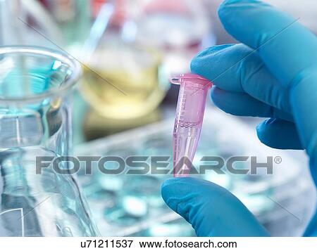 Hand wearing nitrile glove holding eppendorf tube View Large Photo Image Stock Photo - Hand wearing nitrile glove holding eppendorf tube. Fotosearch