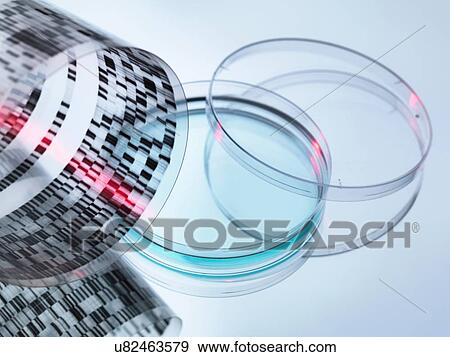 Stock Photo - High angle view of curled DNA sequencing gel and petri dish. Fotosearch