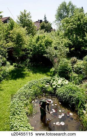 High angle view of mature woman in garden cleaning out pond View Large Photo Image Stock Photography - High angle view of mature woman in garden cleaning out pond. Fotosearch