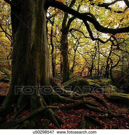 Stock Photo - Large tree with exposed roots, Padley Gorge, Peak District, Derbyshire, England, UK. Fotosearch