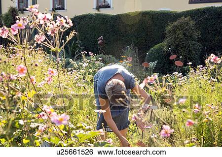 Stock Photograph - Mature woman gardening, bending over. Fotosearch