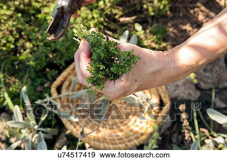 Stock Photo - Mature woman gardening, cutting plant with secateurs, close-up. Fotosearch