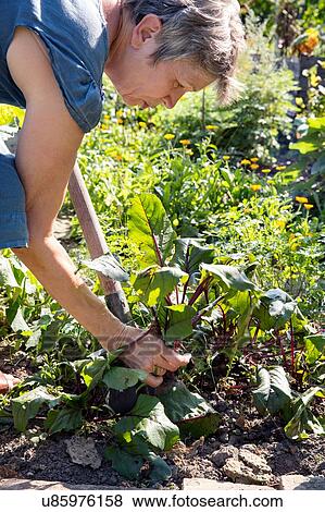 Mature woman gardening, digging with spade View Large Photo Image Stock Photo - Mature woman gardening, digging with spade. Fotosearch