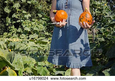 Mature woman gardening, holding squashes from garden, mid section View Large Photo Image Picture - Mature woman gardening, holding squashes from garden, mid section. Fotosearch