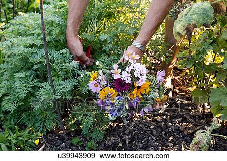 Mature woman gardening, low section View Large Photo Image Stock Photo - Mature woman gardening, low section. Fotosearch