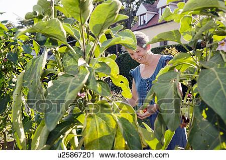 Mature woman gardening, picking fruit View Large Photo Image Stock Image - Mature woman gardening, picking fruit. Fotosearch