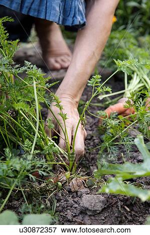 Mature woman gardening, picking vegetables, low section View Large Photo Image Stock Photo - Mature woman gardening, picking vegetables, low section. Fotosearch