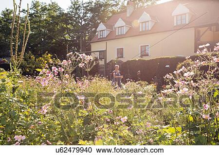Mature woman gardening View Large Photo Image Stock Image - Mature woman gardening. Fotosearch