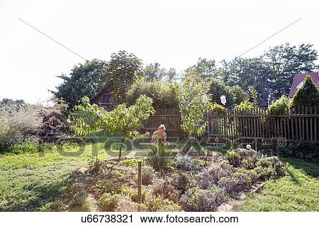 Mature woman gardening View Large Photo Image Stock Image - Mature woman gardening. Fotosearch