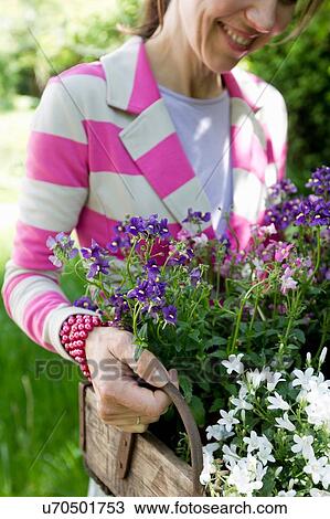 Mature woman wearing striped jacket carrying wooden crate filled with flowers smiling View Large Photo Image Stock Image - Mature woman wearing striped jacket carrying wooden crate filled with flowers smiling. Fotosearch