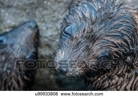 Overhead close up of Guadalupe fur seal pups; looking up at camera, Guadalupe Island, Baja California, Mexico View Large Photo Image Stock Photo - Overhead close up of Guadalupe fur seal pups; looking up at camera, Guadalupe Island, Baja California, Mexico. Fotosearch