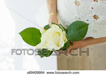 Picture - Overhead cropped view of mature woman wearing broderie anglaise dress holding white rose. Fotosearch