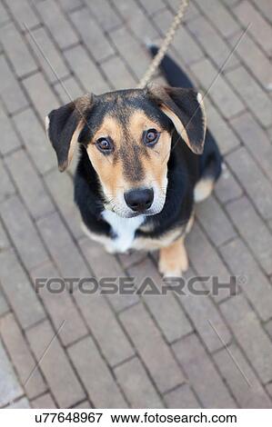 Overhead portrait of dog on sidewalk View Large Photo Image Stock Photo - Overhead portrait of dog on sidewalk. Fotosearch