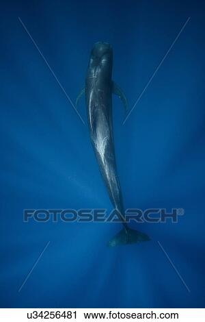 Stock Image - Overhead underwater view of short finned pilot whale, Magadalena bay, Baja California, Mexico. Fotosearch