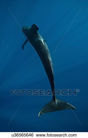 Stock Photograph - Overhead underwater view of short finned pilot whale, Magadalena bay, Baja California, Mexico. Fotosearch