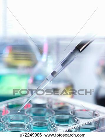 Stock Photograph - Pipetting drops of liquid into multiwell dish. Fotosearch