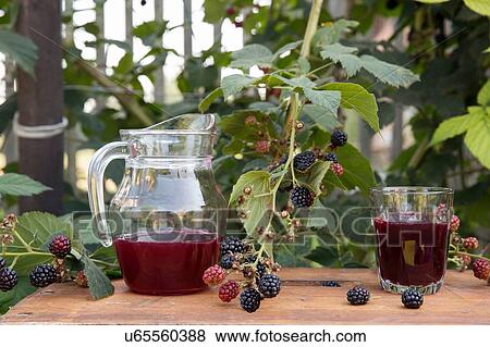 Stock Photo - Pitcher of fresh fruit juice and glass of fresh juice, on table in garden, next to blackberry bush. Fotosearch