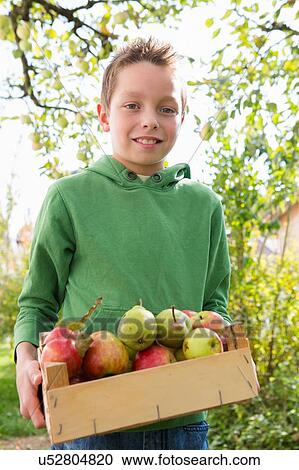 Portrait of boy carrying crate of apples in orchard View Large Photo Image Stock Image - Portrait of boy carrying crate of apples in orchard. Fotosearch