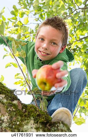 Portrait of boy holding picked apple climbing apple tree View Large Photo Image Stock Image - Portrait of boy holding picked apple climbing apple tree. Fotosearch