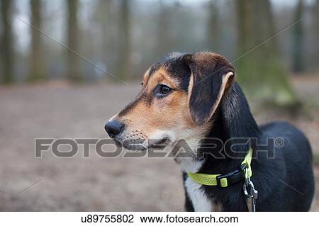 Portrait of dog in forest View Large Photo Image Stock Image - Portrait of dog in forest. Fotosearch