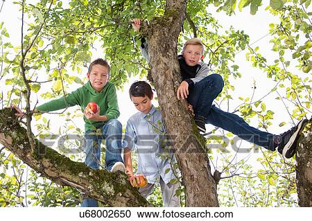 Stock Image - Portrait of teenage boy and brothers holding picked apples in apple tree. Fotosearch