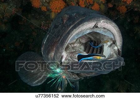 Potato bass mouth open being cleaned by labrid fish, Aliwal Shoal, Durban, South Africa View Large Photo Image Stock Image - Potato bass mouth open being cleaned by labrid fish, Aliwal Shoal, Durban, South Africa. Fotosearch