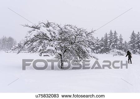 Rear view of person walking to by snow covered tree, Reykjavik, Iceland View Large Photo Image Stock Image - Rear view of person walking to by snow covered tree, Reykjavik, Iceland. Fotosearch