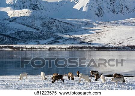 Reindeer (Rangifer tarandus) grazing, Lofoten and Vesteralen Islands, Norway View Large Photo Image Stock Photography - Reindeer (Rangifer tarandus) grazing, Lofoten and Vesteralen Islands, Norway. Fotosearch