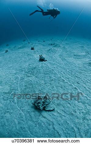 Stock Image - Scuba diver swimming over pink conch shells on seabed, Chinchorro Atoll, Quintana Roo, Mexico. Fotosearch