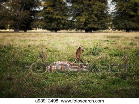 Stock Photography - Side view of deer lying in grass in field, Worcestershire, UK. Fotosearch