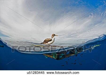 Stock Photography - Side view of seabird on driftwood, Magadalena bay, Baja California, Mexico. Fotosearch