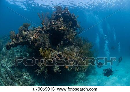 Small group of scuba divers swimming next to giant coral head, Xcalak, Quintana Roo, Mexico View Large Photo Image Stock Image - Small group of scuba divers swimming next to giant coral head, Xcalak, Quintana Roo, Mexico. Fotosearch